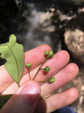 Image of Syzygium oleosum (F. Müll.) B. P. M. Hyland