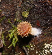 Image of Psathyrella echinata (Cleland) Grgur. 1997