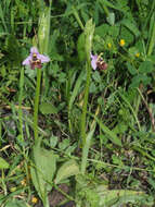 Image of Ophrys fuciflora subsp. candica E. Nelson ex Soó