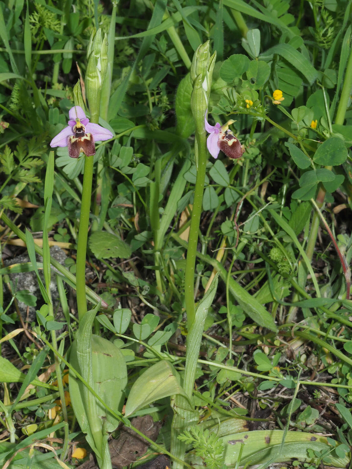 Image of Ophrys fuciflora subsp. candica E. Nelson ex Soó