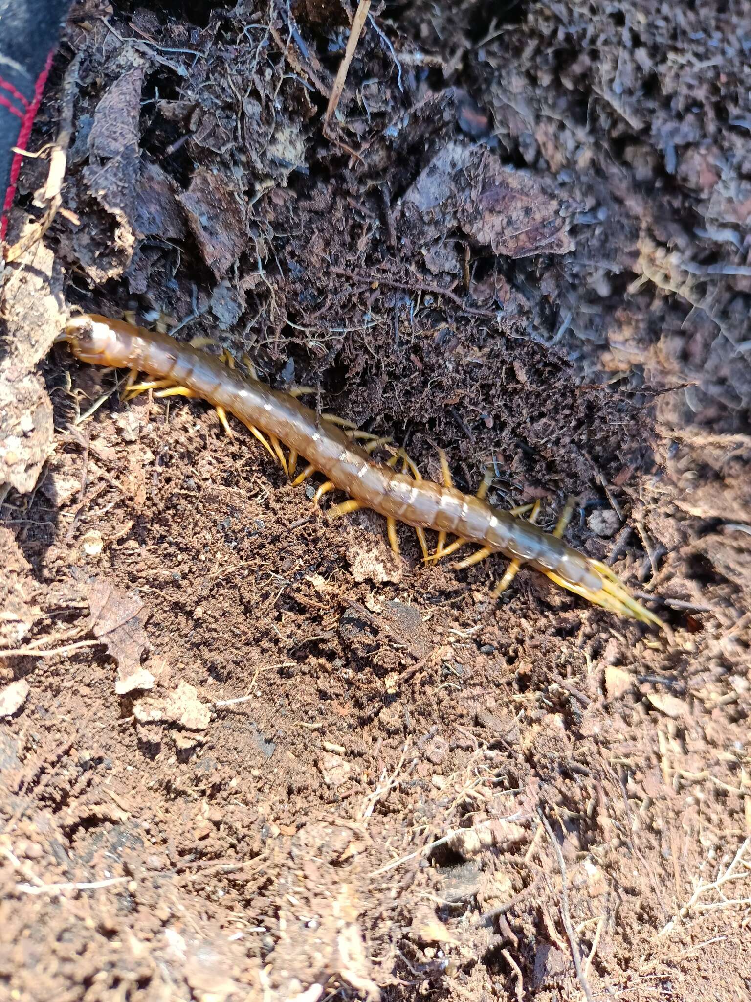 Scolopendra pomacea C. L. Koch 1847 resmi