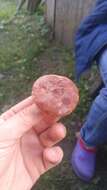 Image of Rufous Milkcap