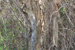 Image of Pterocarpus acapulcensis Rose