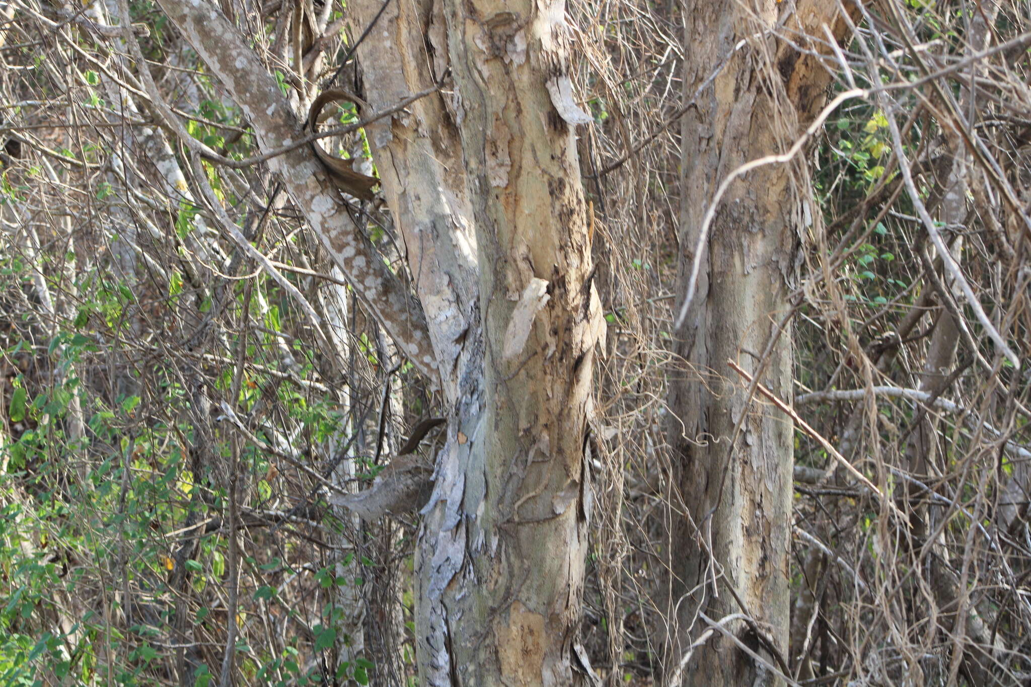 Image of Pterocarpus acapulcensis Rose