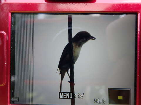 Image of Brown Shrike