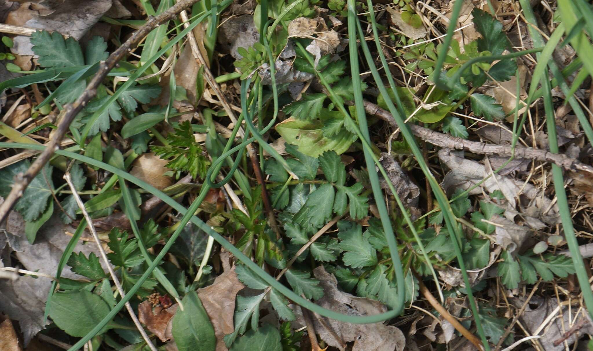 Image de Geum canadense Jacq.