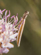 Image de Pleurota aristella Linnaeus 1768