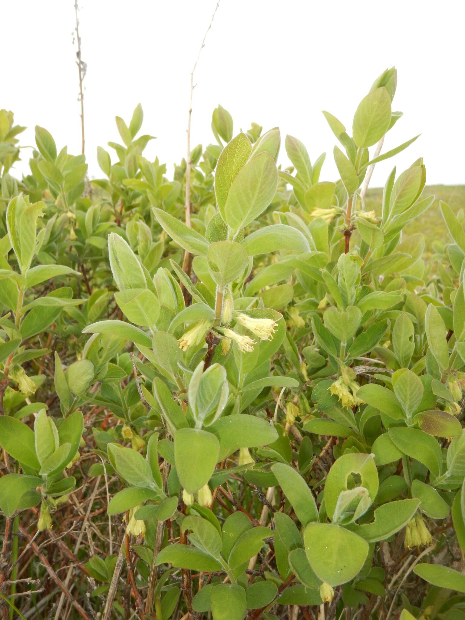 Image of deepblue honeysuckle