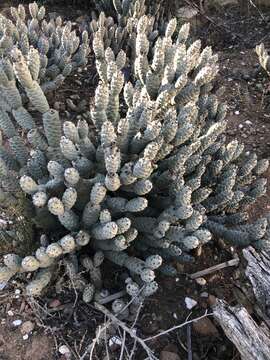 Image of Tephrocactus articulatus (Otto) Backeb.