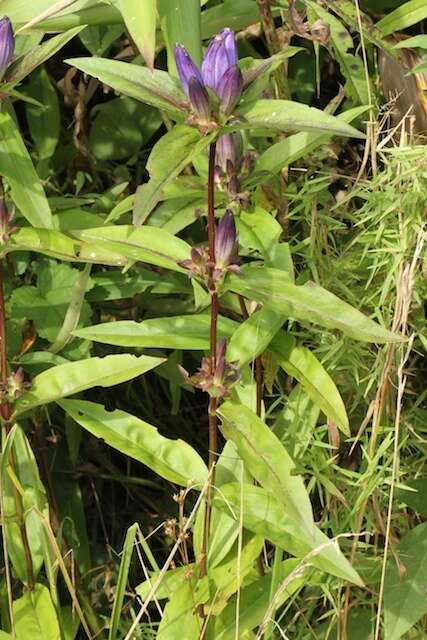 Image de Gentiana andrewsii Griseb.