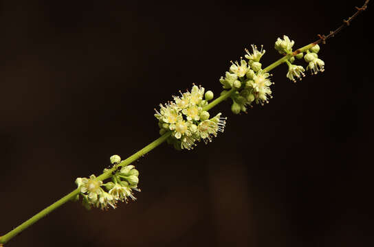 Sivun Homalium africanum (Hook. fil.) Benth. kuva