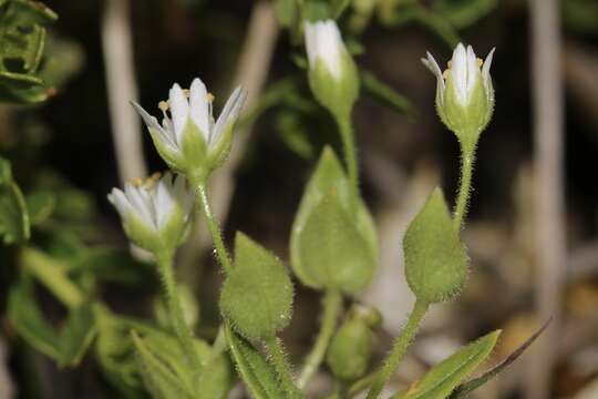 Image of beach starwort