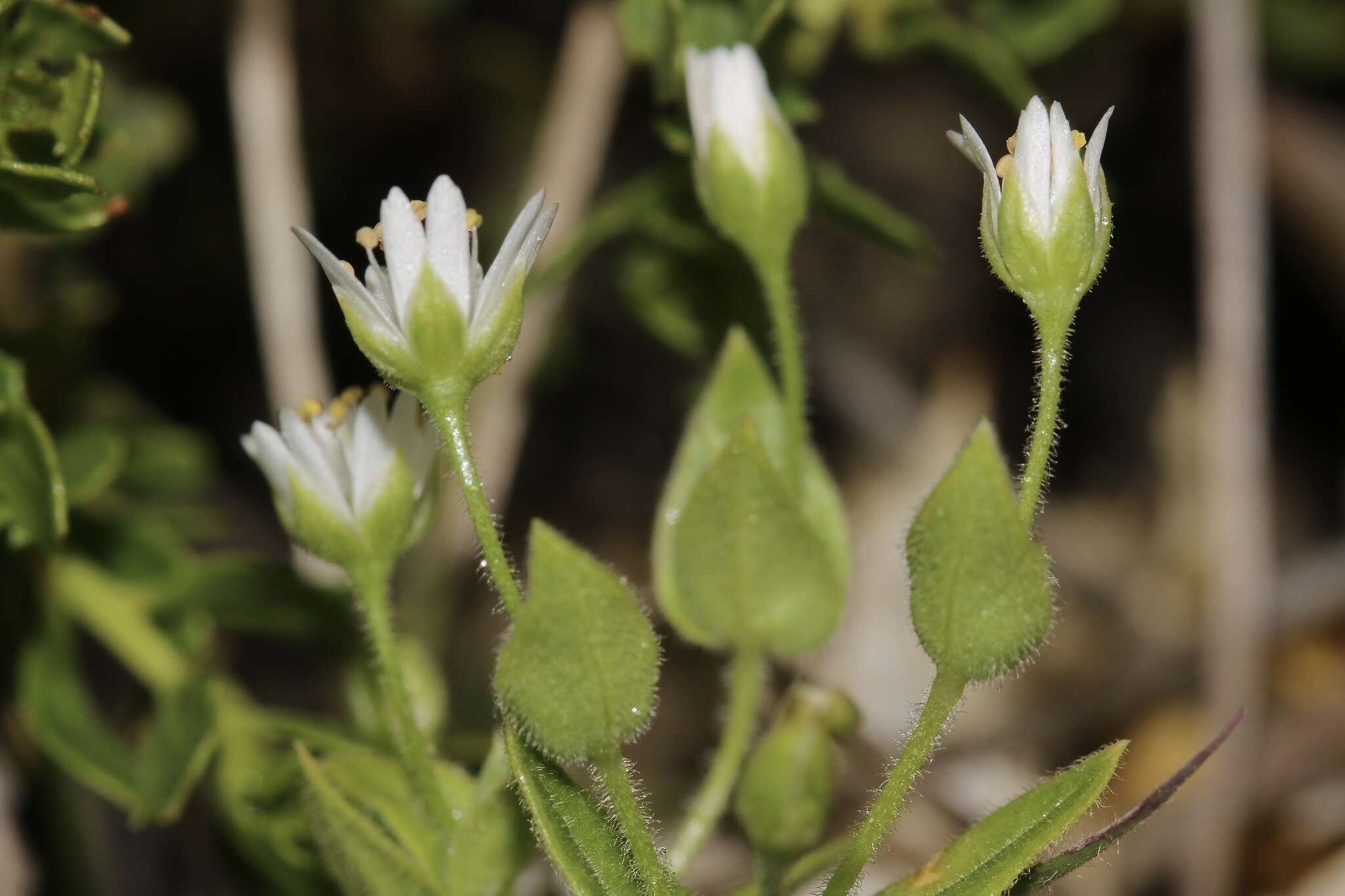 Image of beach starwort