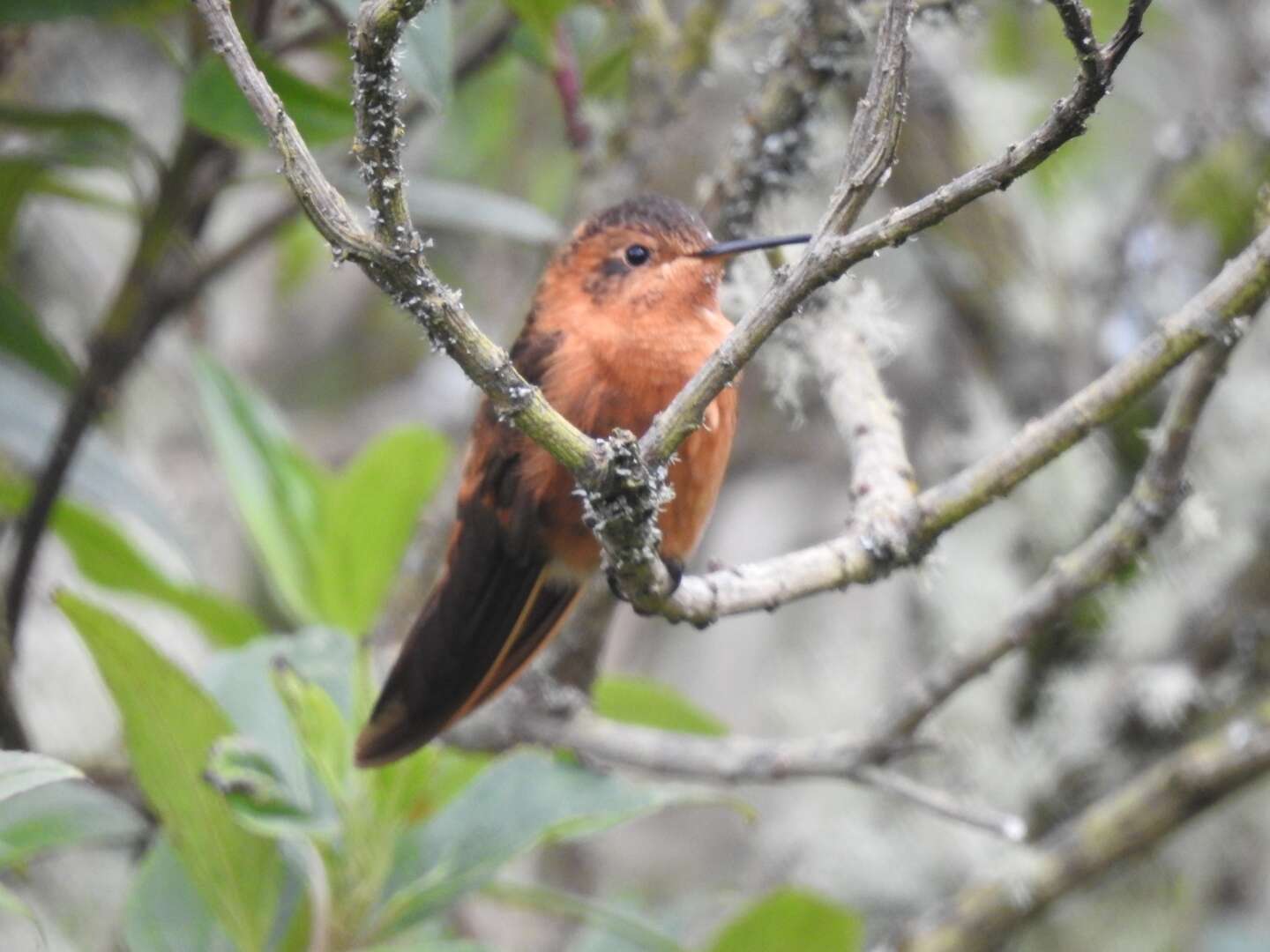 Plancia ëd Aglaeactis cupripennis (Bourcier 1843)