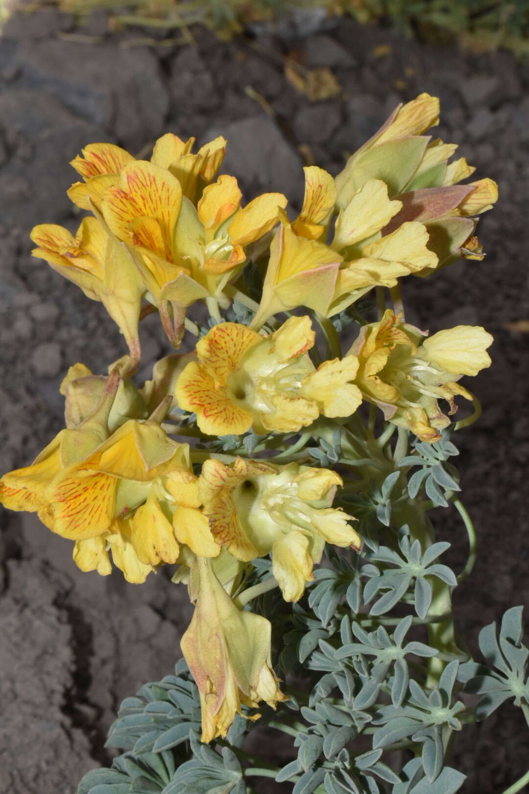 Image of Tropaeolum polyphyllum Cav.