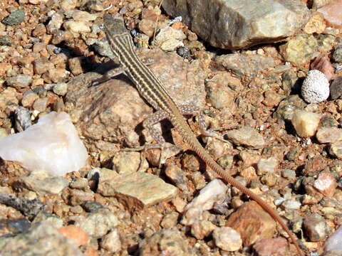 Plancia ëd Pedioplanis namaquensis (Duméril & Bibron 1839)