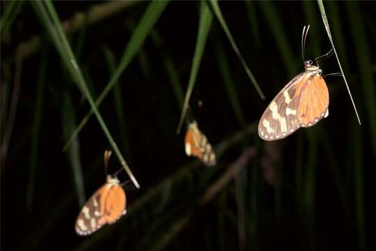 Image de Mechanitis lysimnia labotas Distant 1876