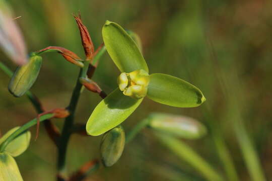 Image of Albuca juncifolia Baker