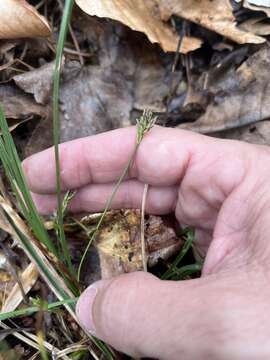 Image of black edge sedge