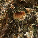 Image of Liphistius nesioticus Schwendinger 1996