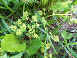 Image of broadtooth lady's mantle