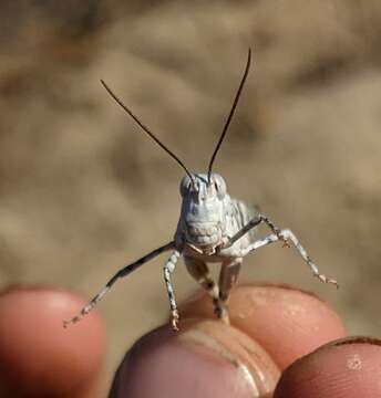 Trimerotropis titusi Caudell 1905 resmi