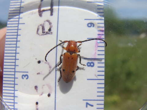 Sivun Tetraopes texanus Horn 1878 kuva