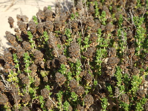 Image of Thymus carnosus Boiss.