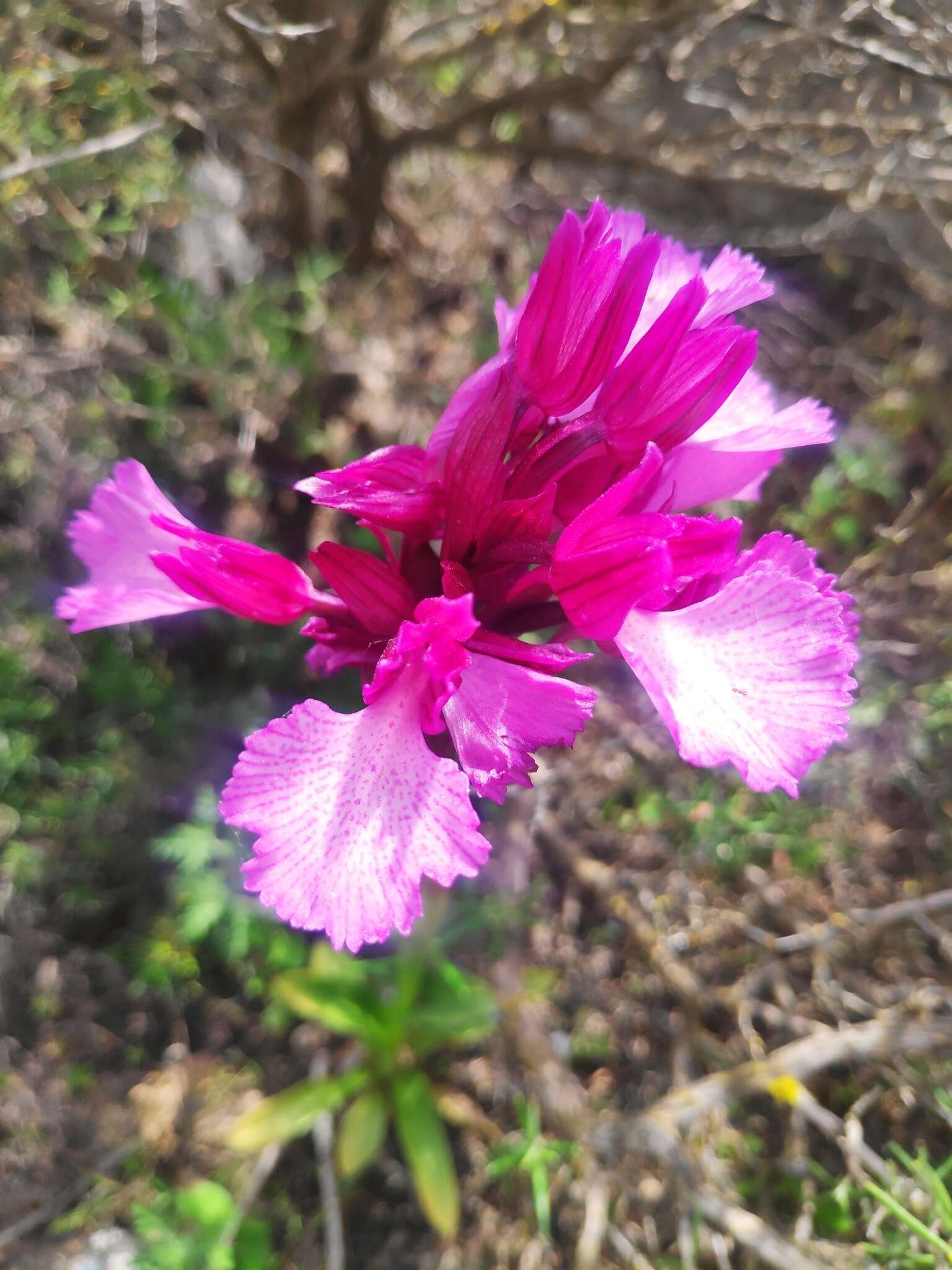 Image of Anacamptis papilionacea subsp. grandiflora (Boiss.) Kreutz