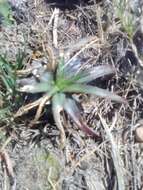 Image of Dyckia remotiflora A. Dietr.