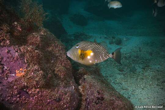 Image of Bluespotted Triggerfish