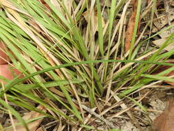 Image of Hairy Panic Grass