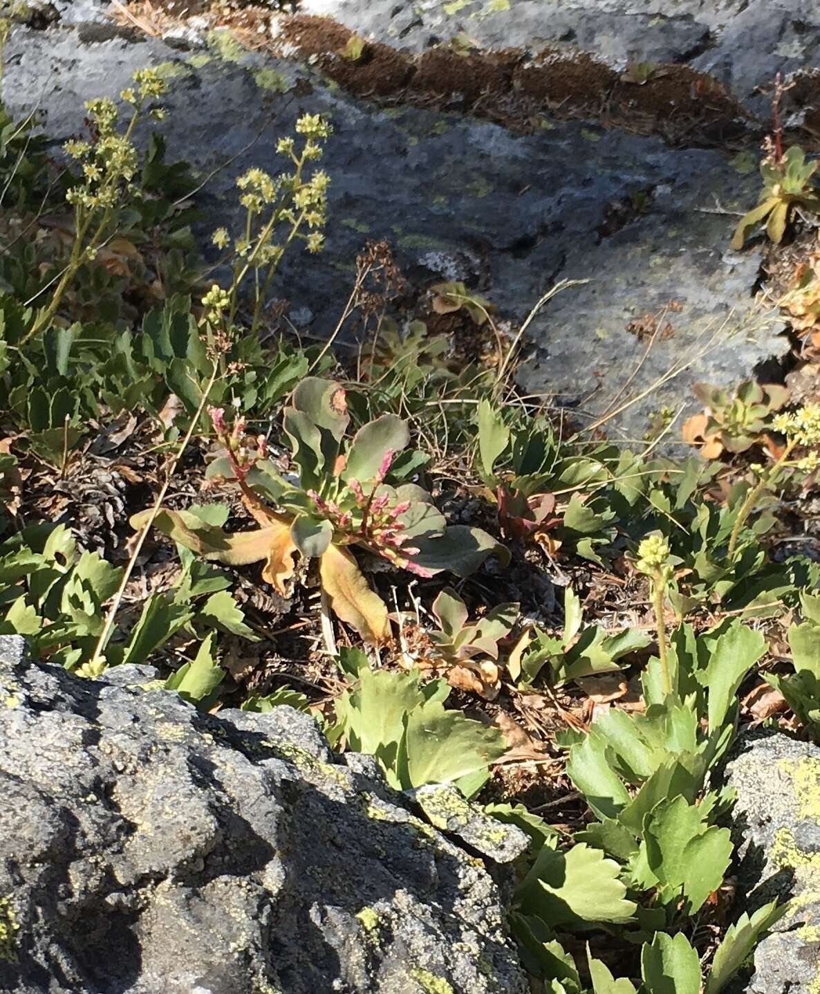 Image of strawberry saxifrage