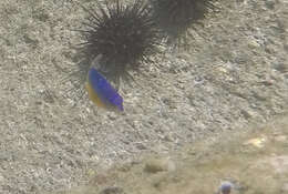 Image of Bumphead damselfish