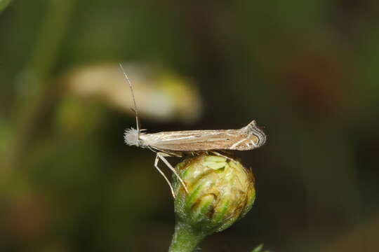 Image of Isophrictis striatella