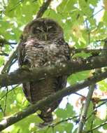 Image of Northern Spotted Owl