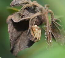 Sivun Sidymella rubrosignata (L. Koch 1874) kuva