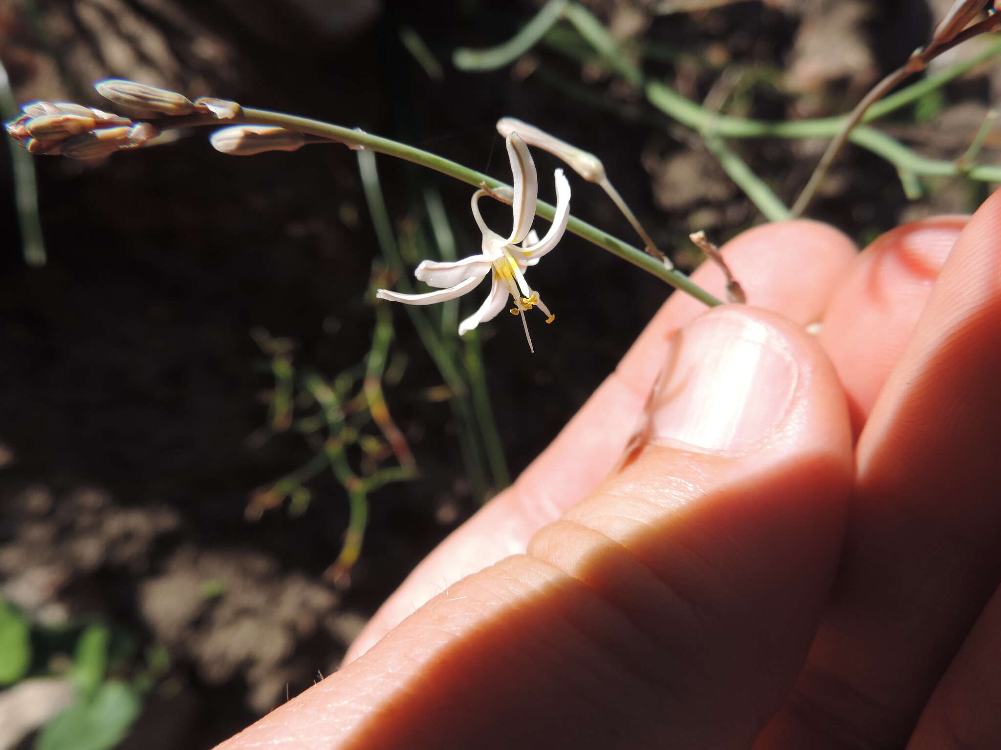 Image of Trachyandra revoluta (L.) Kunth