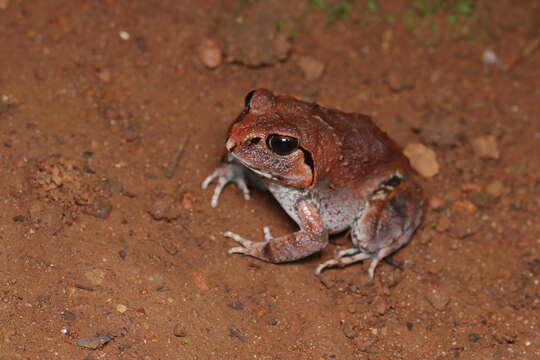 Image of Sphaerotheca dobsonii (Boulenger 1882)