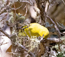 Image of Chlorodrepanis virens virens (Gmelin & JF 1788)