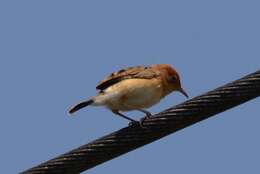 Image of Golden-headed Cisticola