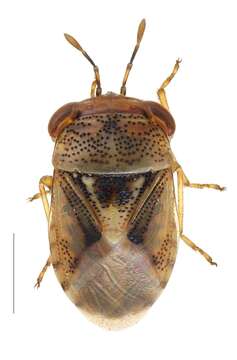 Image of Geocoris (Piocoris) luridus (Fieber 1844)