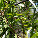 Imagem de <i>Persoonia lucida</i>