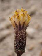 Image of silky raillardella