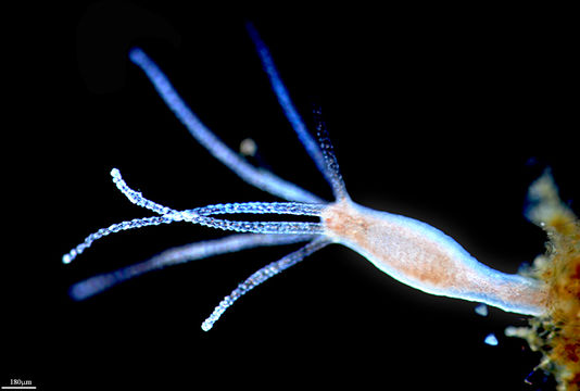 Image of <i>Hydra vulgaris</i> Pallas 1766