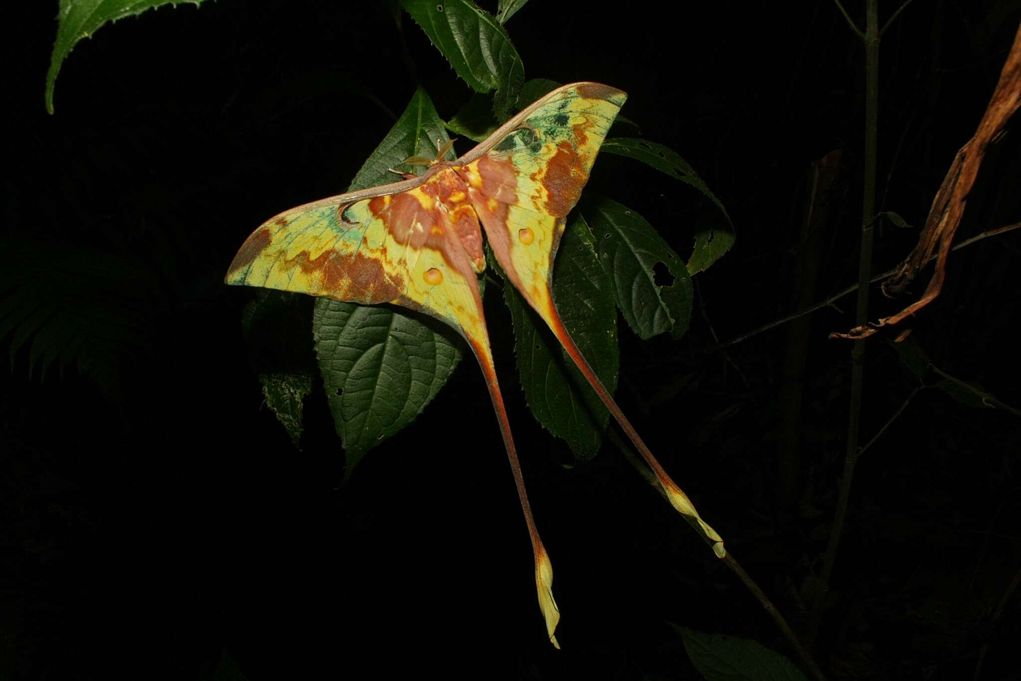 Image of Malaysian moon moth