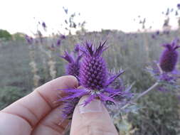 Image of Leavenworth's eryngo