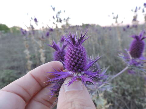 Image of Leavenworth's eryngo