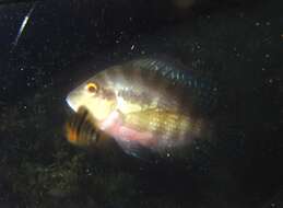 Image of Red breast cichlid