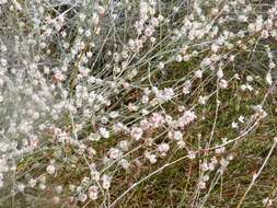 Image of longstem buckwheat